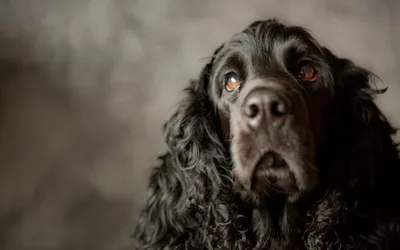 Cocker