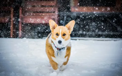 Corgis