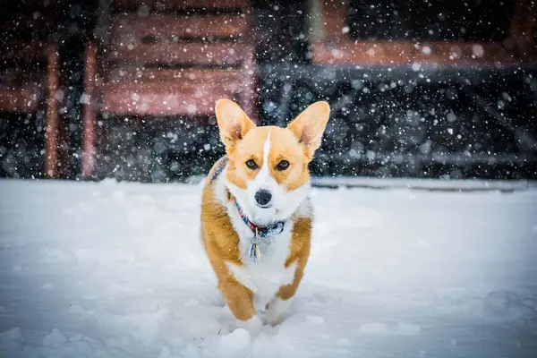 Corgis